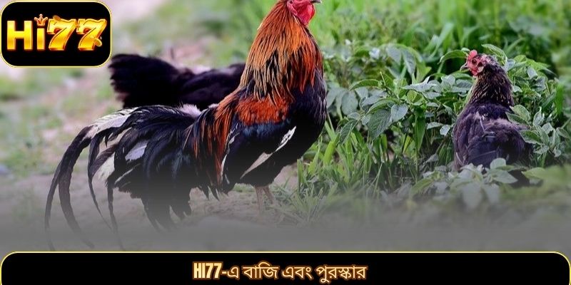 Hi77-এ বাজি এবং পুরস্কার
