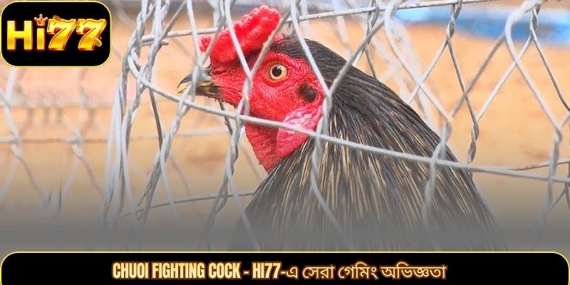Chuoi Fighting Cock – Hi77-এ সেরা গেমিং অভিজ্ঞতা