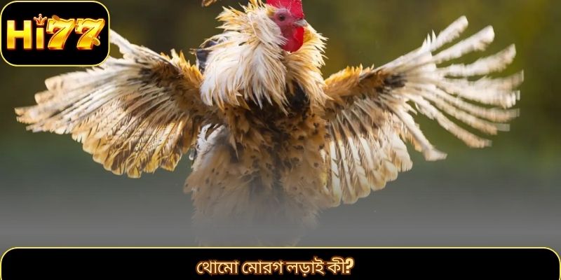 থোমো মোরগ লড়াই কী?