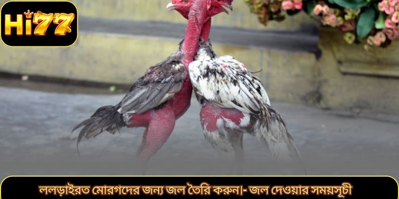 ললড়াইরত মোরগদের জন্য জল তৈরি করুন।- জল দেওয়ার সময়সূচী